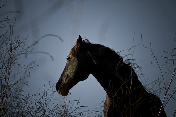 todo para el caballo