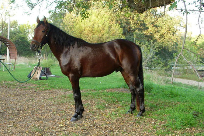 razas de caballos morgan
