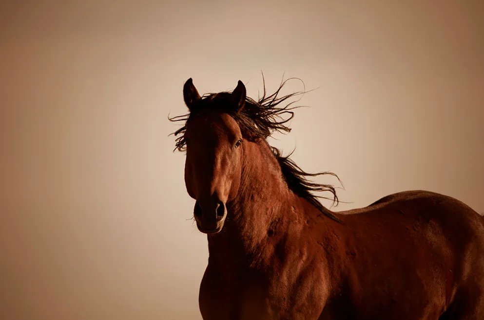 Todo para su caballo