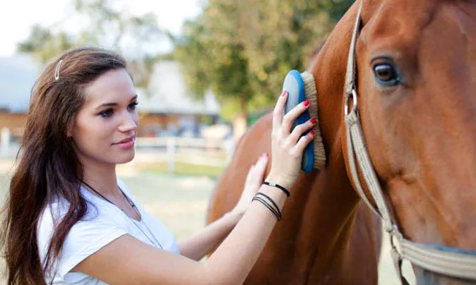 cuidados del caballo