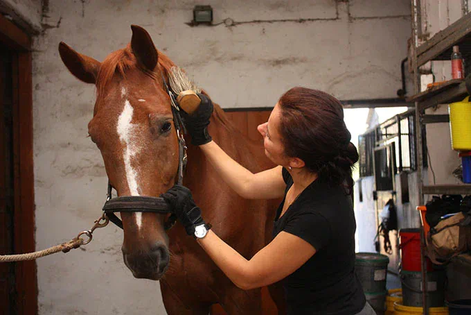 limpiar-a-tu-caballo