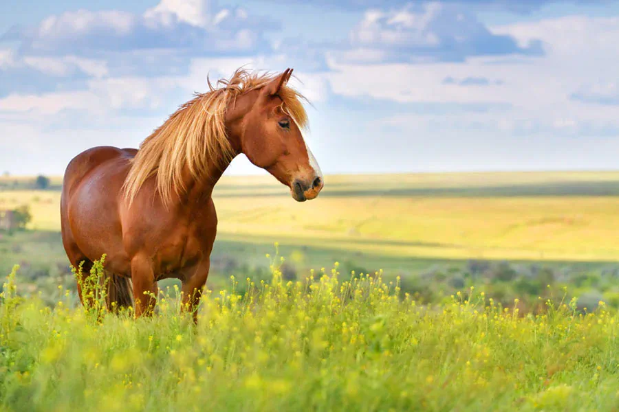 proteger a tu caballo de los insectos