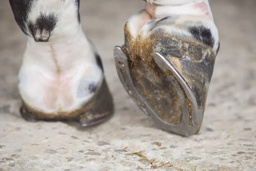 Enfermedades en los cascos de los caballos