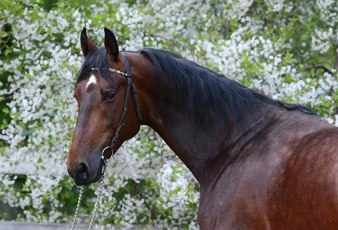 Crin del caballo brillante