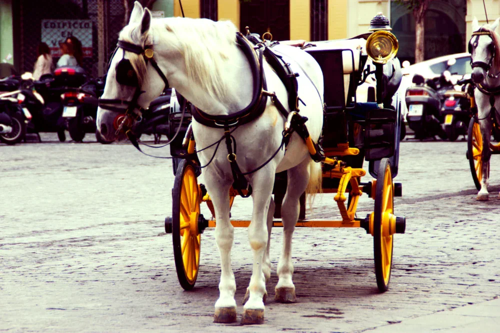 guarnicion de carro y accesorios
