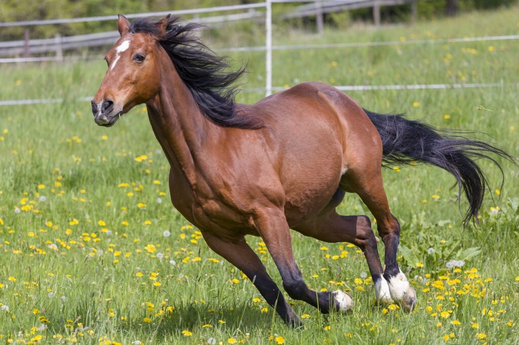 Galope del caballo