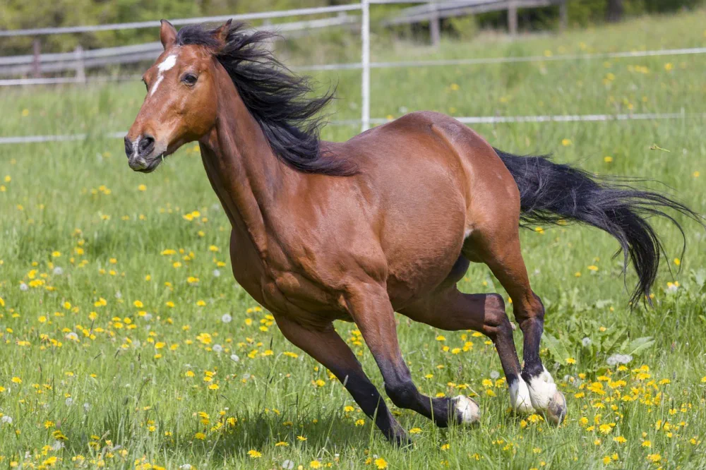 Galope del caballo