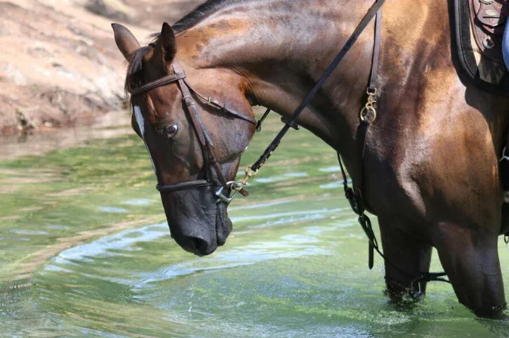 agua para caballos water for horses