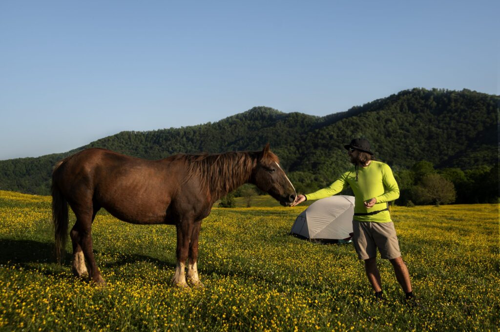 Alimentación de los caballos