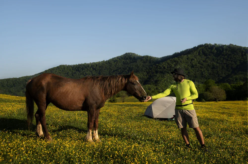 Alimentación de los caballos