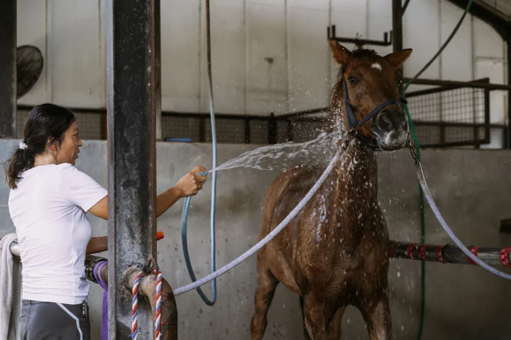 Higiene del caballo Horse hygiene