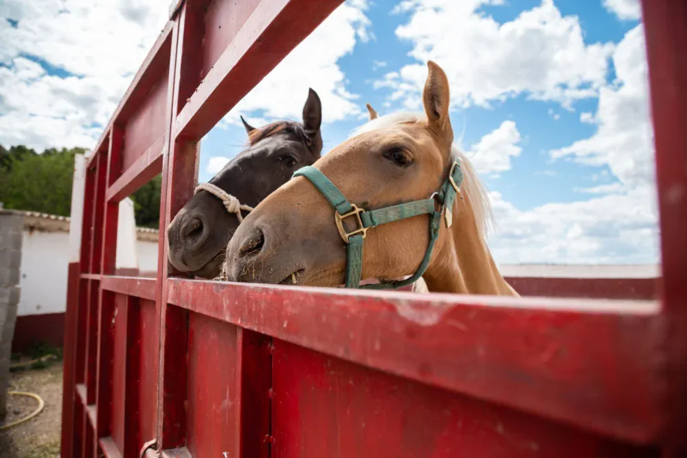 Transporte de caballos transporting horses
