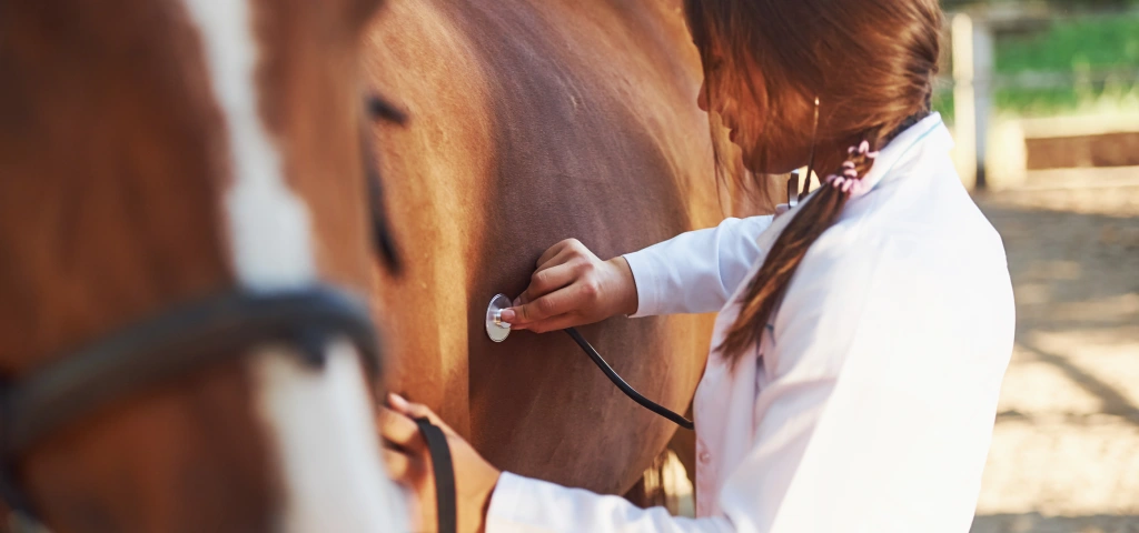 Veterinaria examinando el tórax de un caballo para calcular su peso