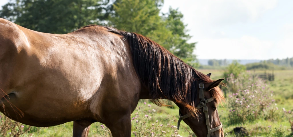Caballo adulto de cuerpo entero en un prado, referencia visual para estimar su peso