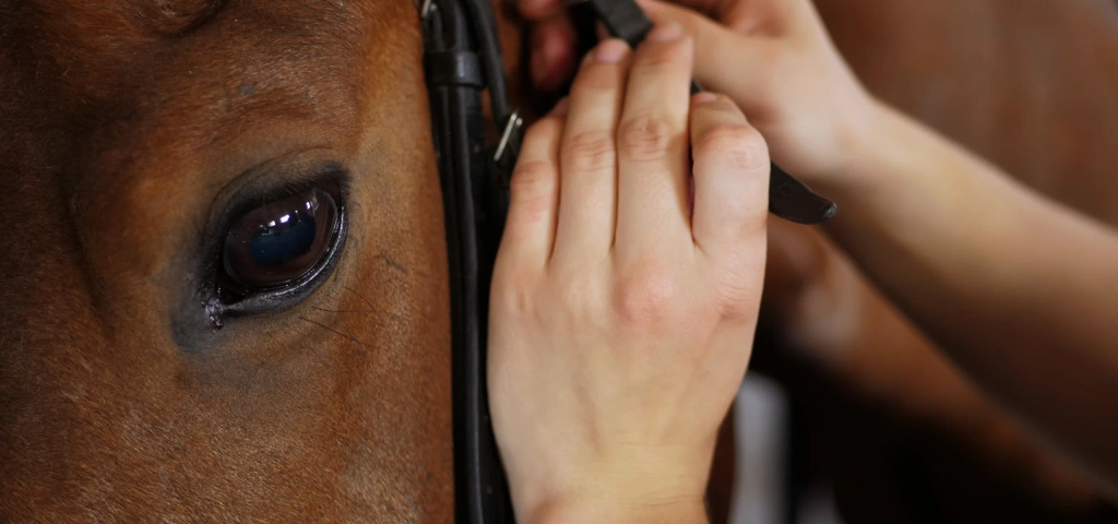 Manos ajustando las correas de cuero de la cabezada sobre el hocico del caballo