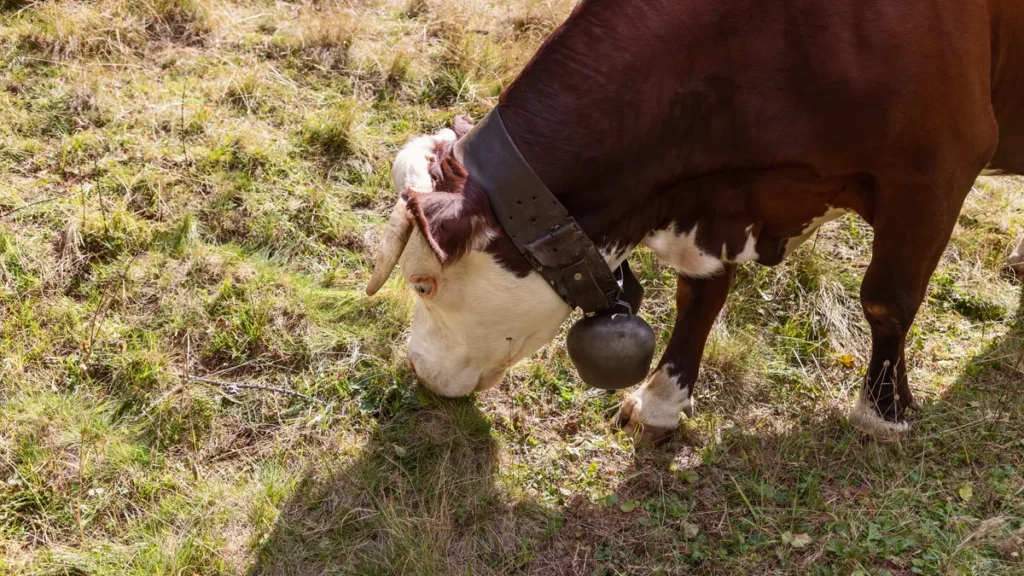 Vaca pastando con un cencerro grande colgado de un collar ancho de cuero
