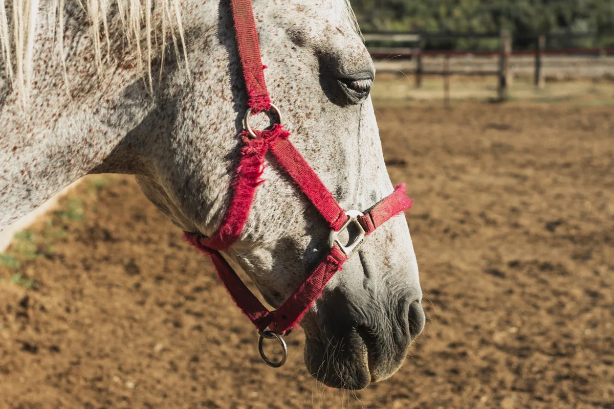 Caballo tordo con una jáquima o cabezada de cuadra roja en el picadero